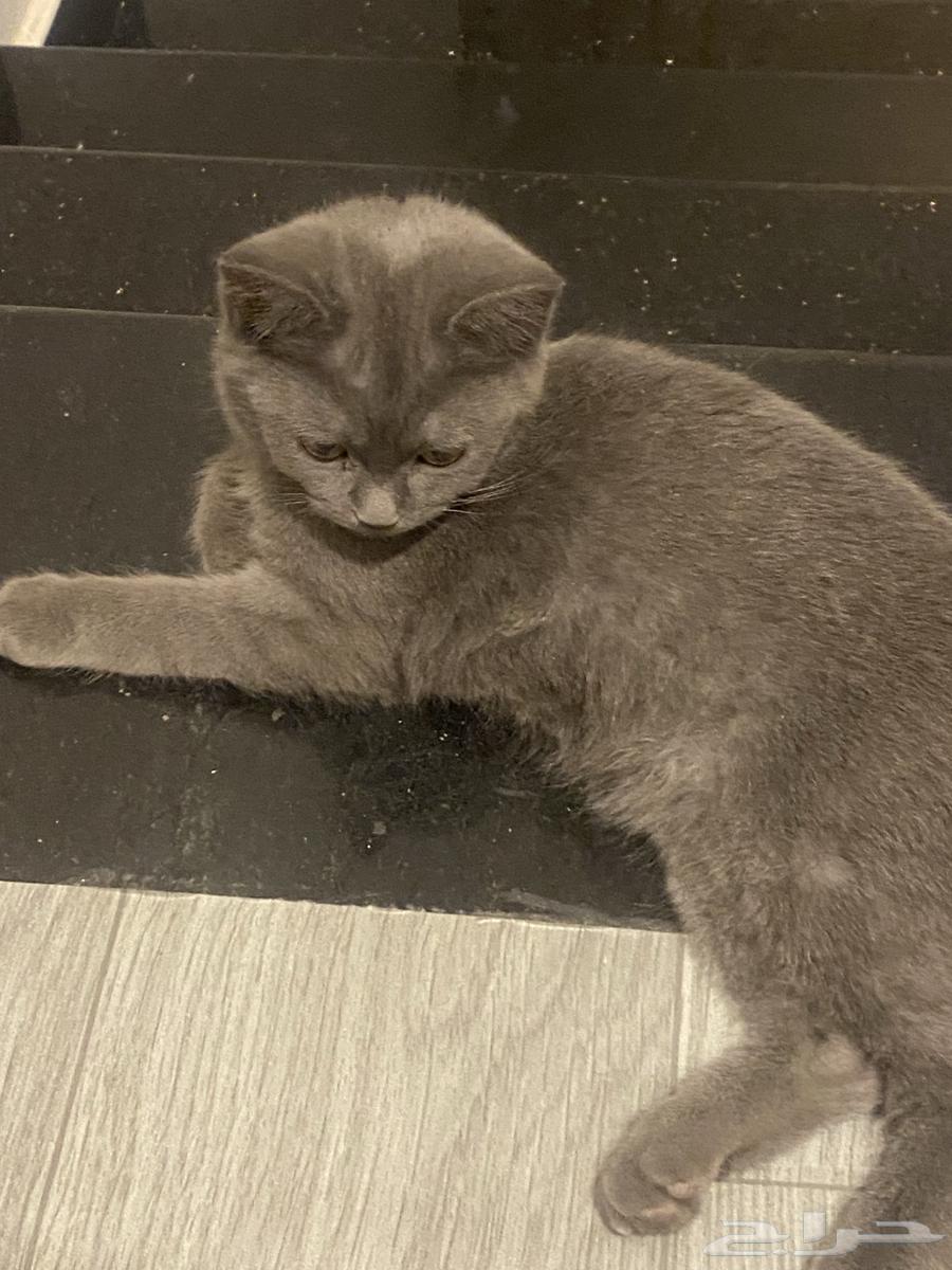 Cats63655326287745110