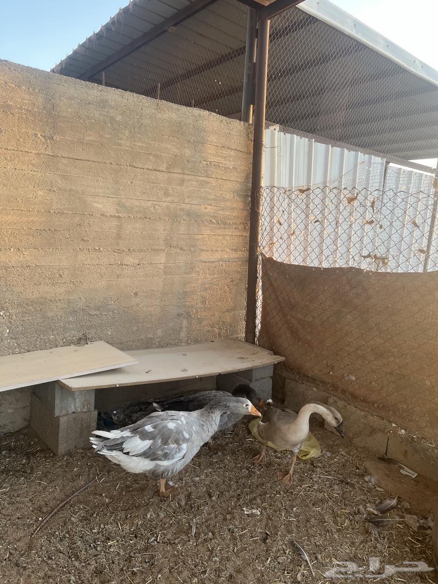 For sale, two local geese with white condition, one original female and one local female and one local male63655526150273112