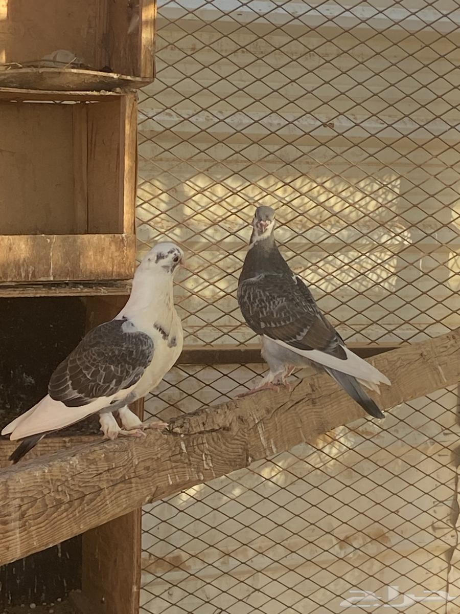 زوج حمام انجليزي63655524812417113