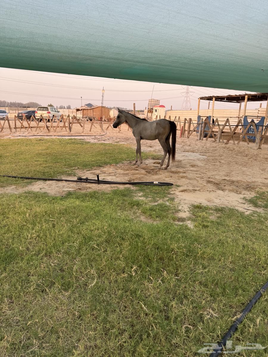 مهره شعبيه63655515278979111