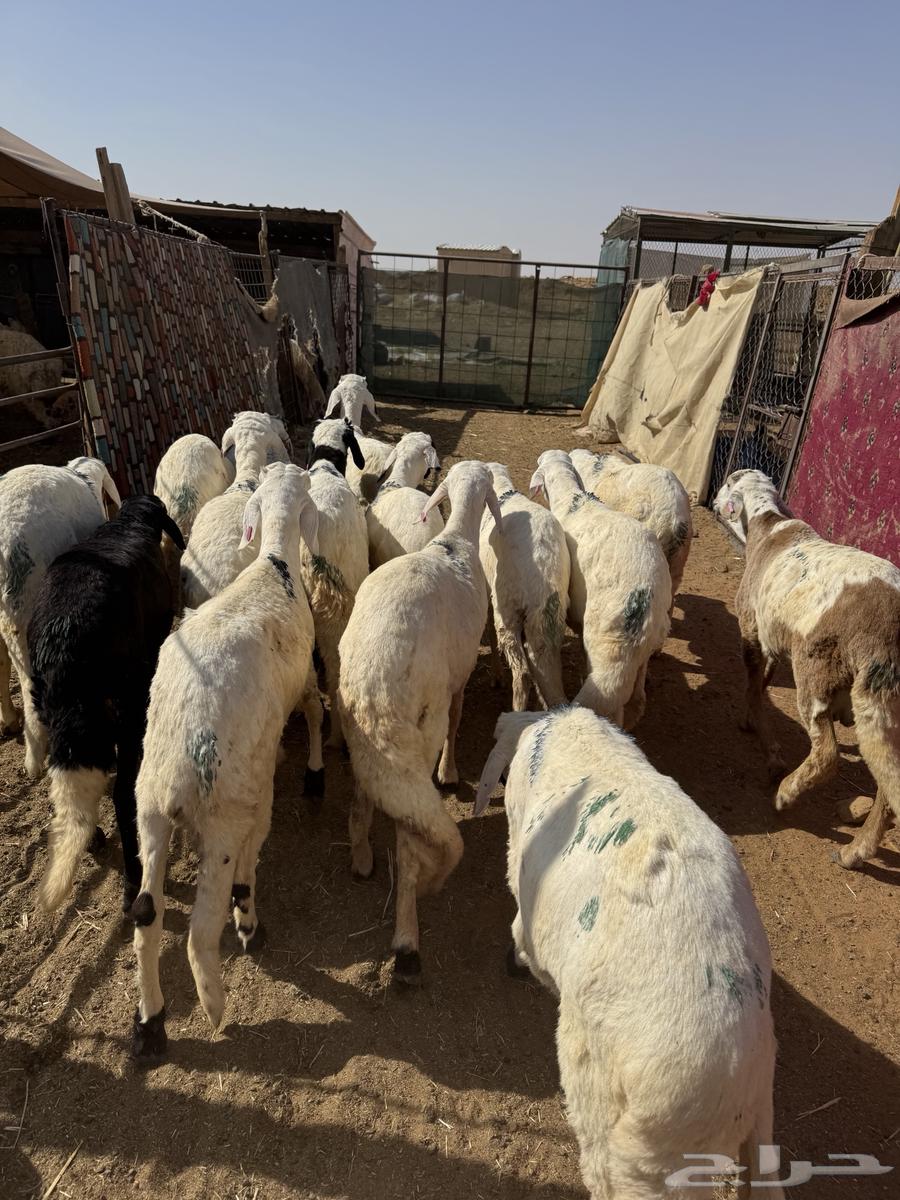White Murabba Saddles63654697026947112