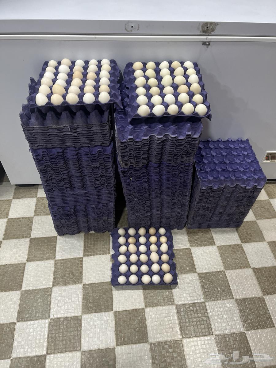 Fresh rural eggs from farms63655615387906111