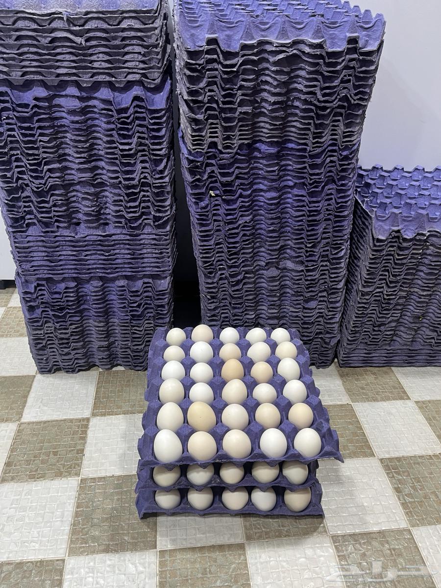 Fresh rural eggs from farms63655615387906110