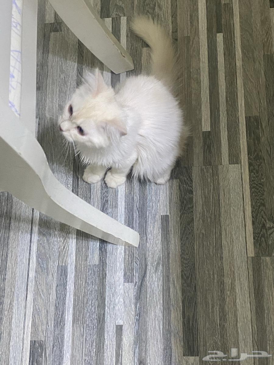 Cats63655326287745112