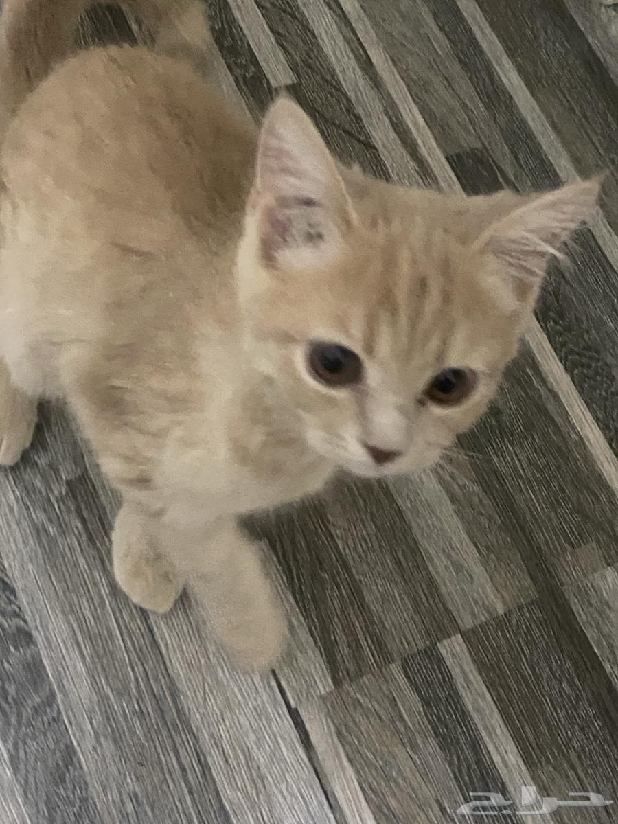 Cats63655326287745114