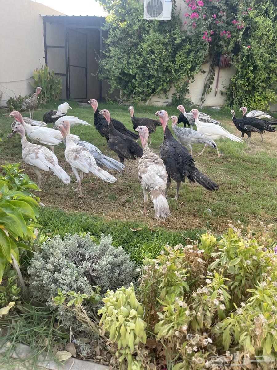 Romeo Dyuk and Chicken63655608110850110