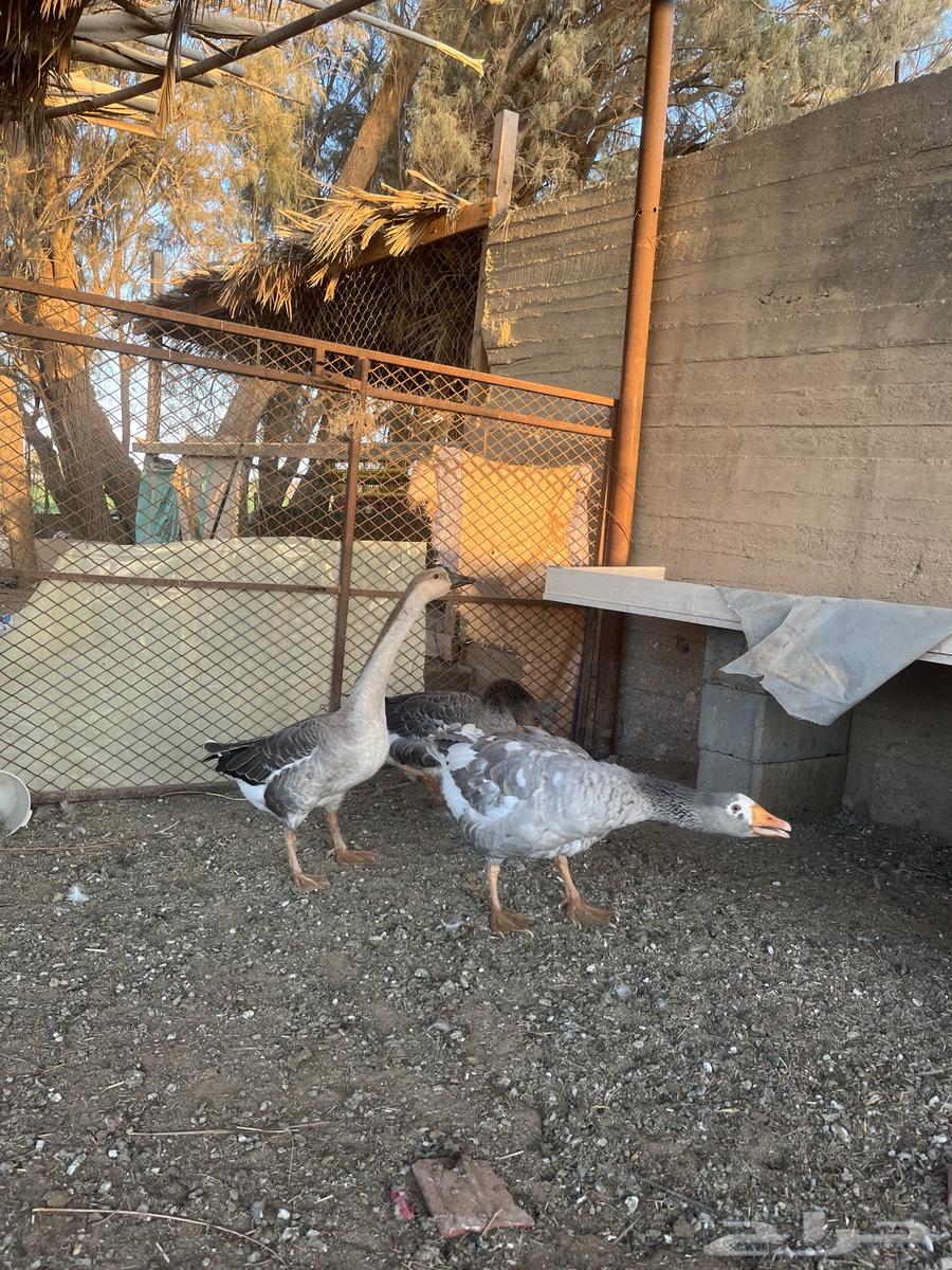 For sale, two local geese with white condition, one original female and one local female and one local male63655526150273110