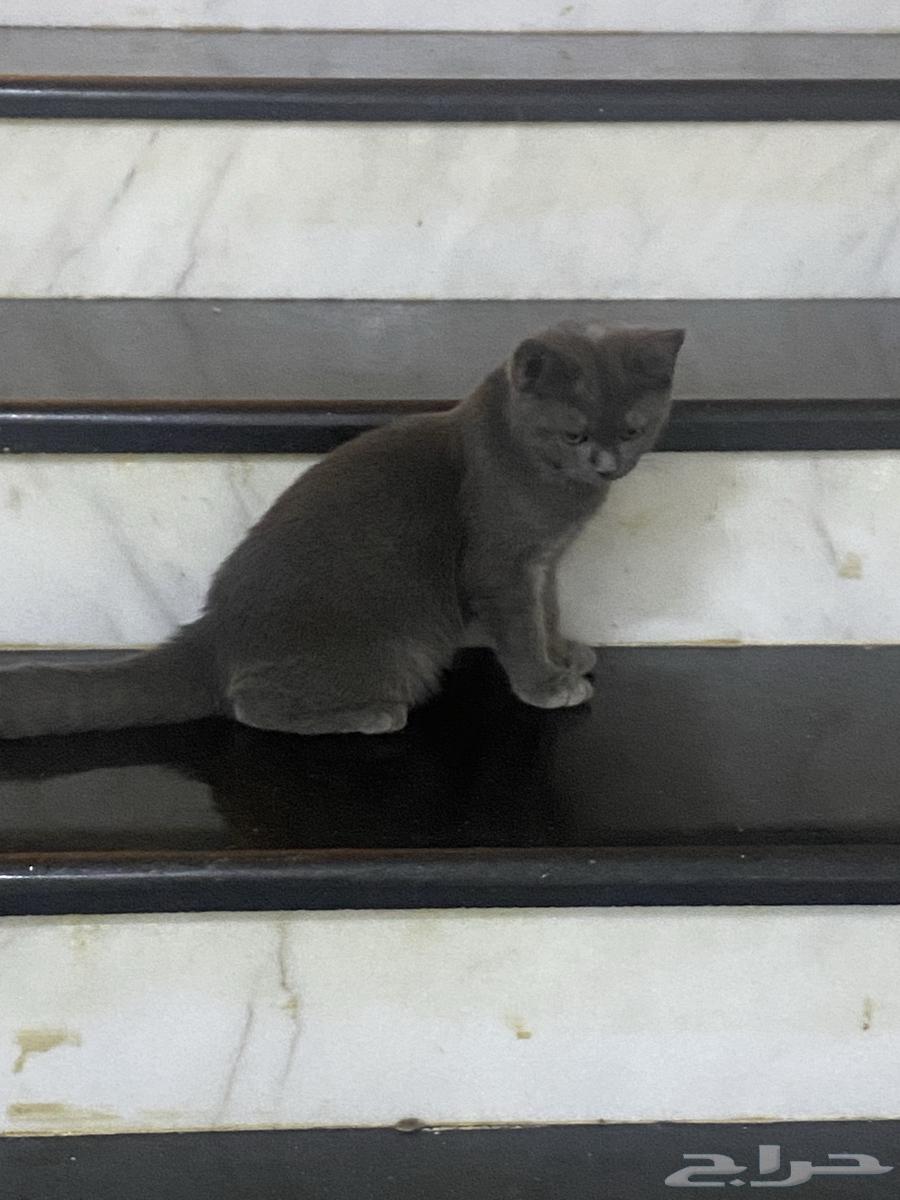 Cats63655326287745111