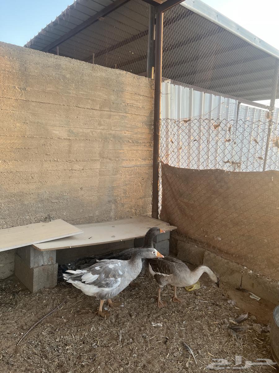 For sale, two local geese with white condition, one original female and one local female and one local male63655526150273111