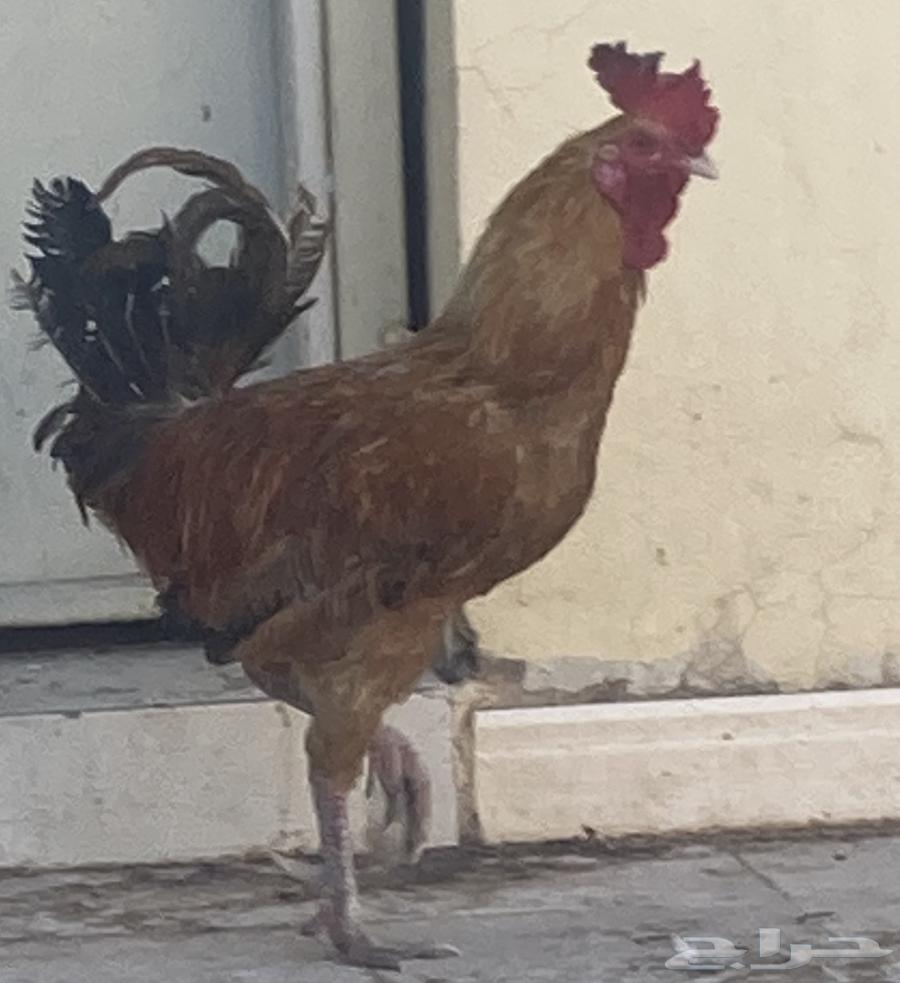 Rooster for sale63655516422018110