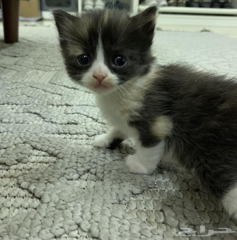 قطط صغيره للبيع63655509241987113