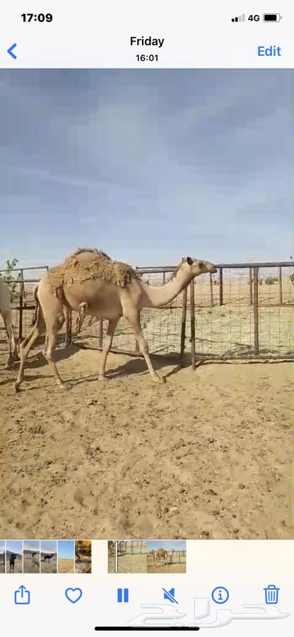 بكره شعلا حقه63655511461251112