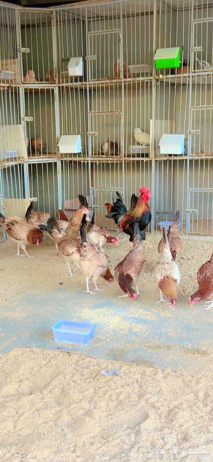 دجاج عربي اصيل الاحمر فواخر نوادر العدد 16 بالديك   تم البيع63655424188162110