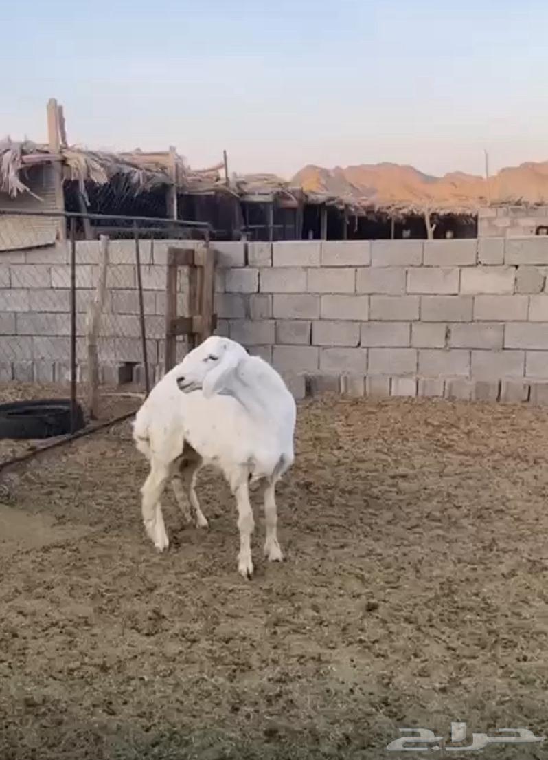 فحل صنف عمره اقل من سبع شهور63655326869761113