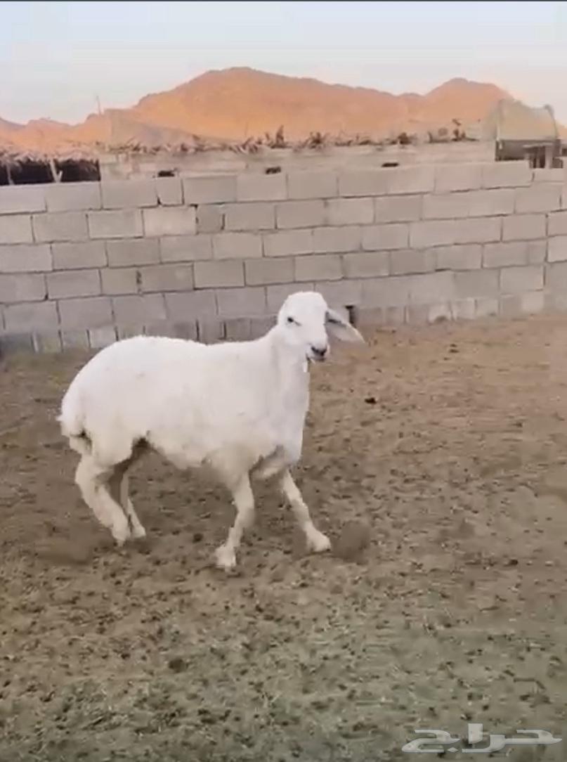 فحل صنف عمره اقل من سبع شهور63655326869761112