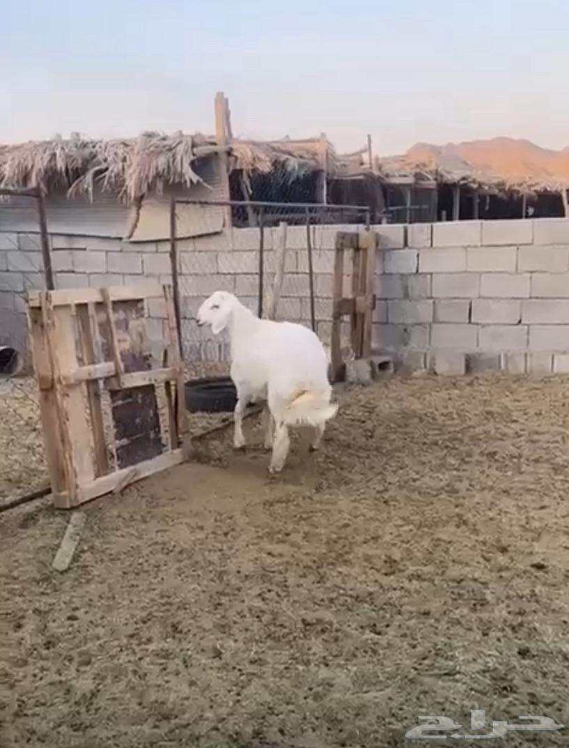فحل صنف عمره اقل من سبع شهور63655326869761111
