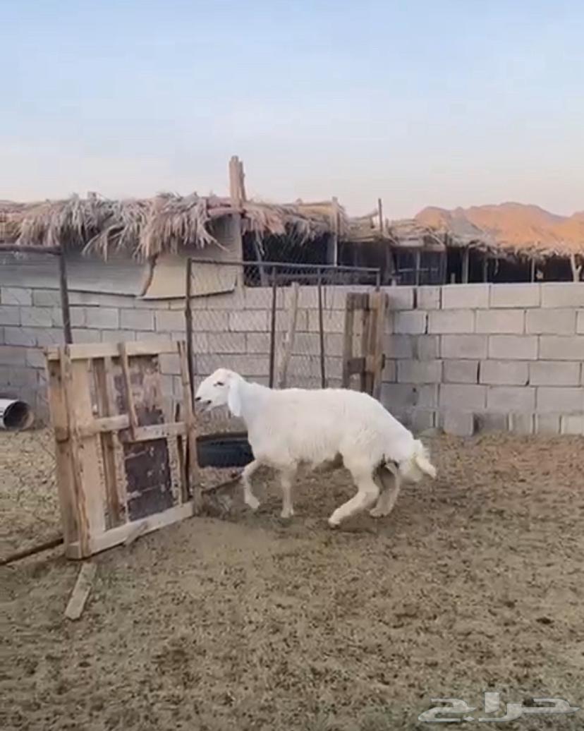فحل صنف عمره اقل من سبع شهور63655326869761110