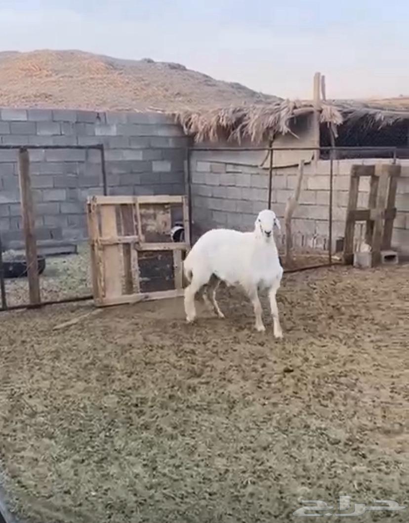 فحل صنف عمره اقل من سبع شهور63655326869761114