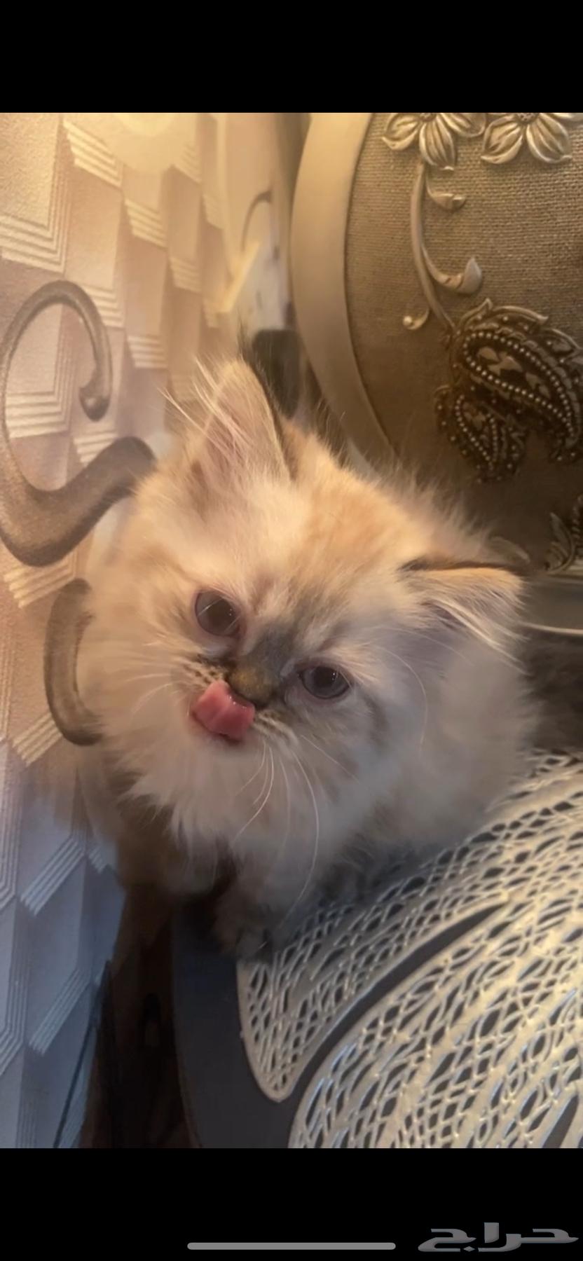 Kitten Cats63655610007298111