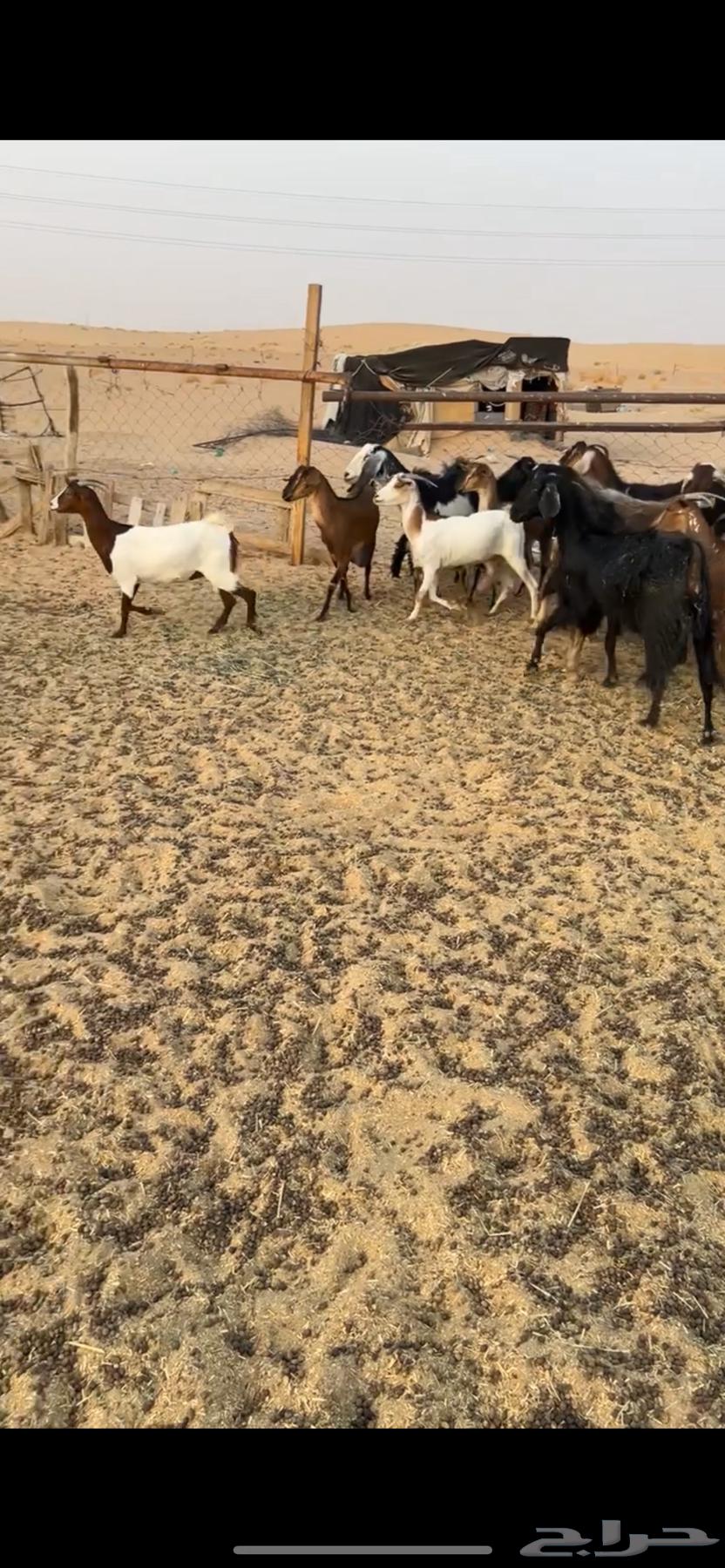 غنم63655515130371110