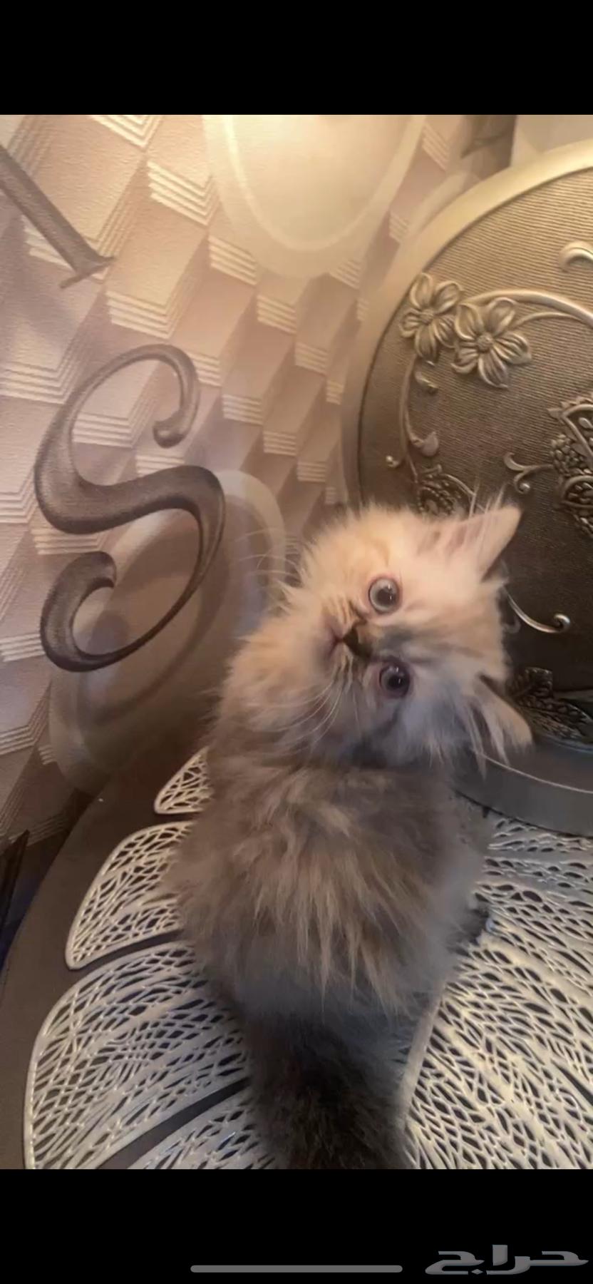 Kitten Cats63655610007298114