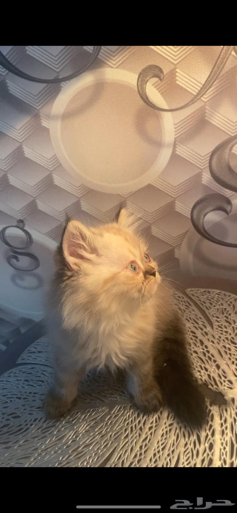 Kitten Cats63655610007298113