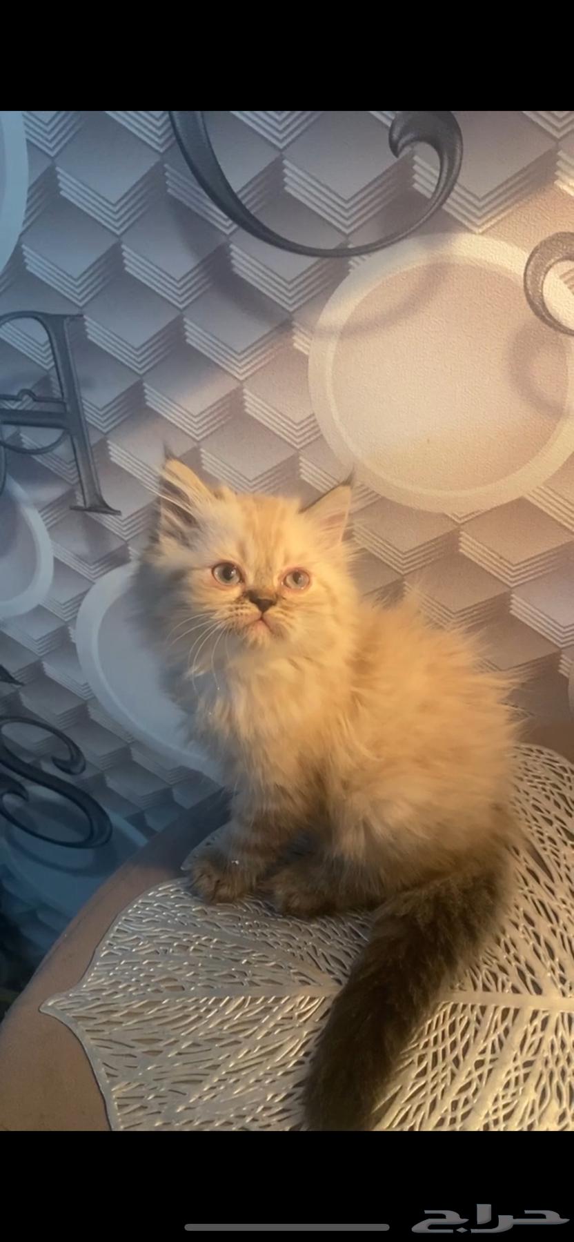 Kitten Cats63655610007298112