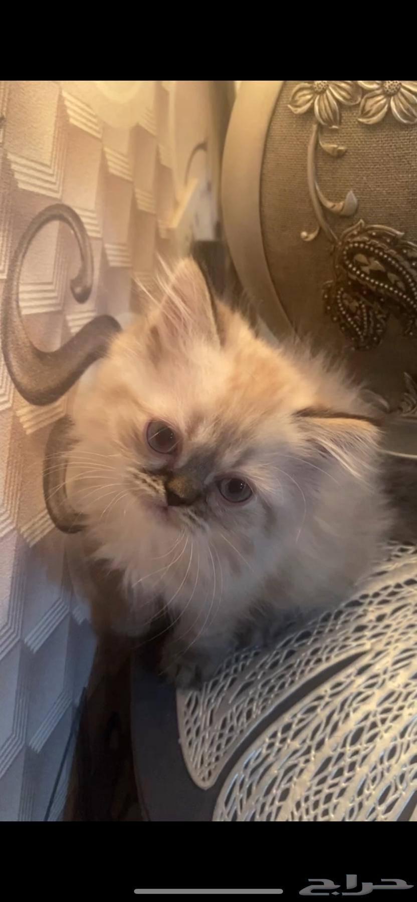 Kitten Cats63655610007298110