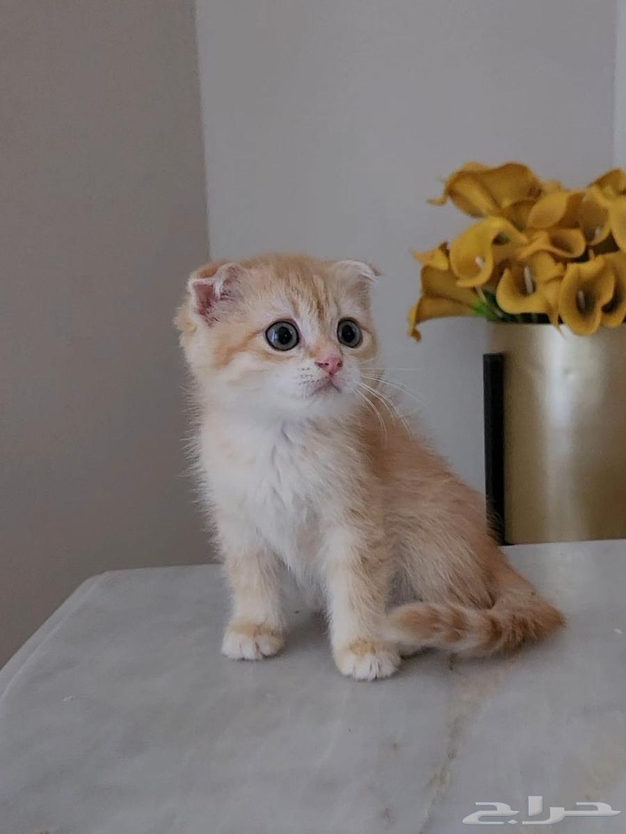 Scottish Fold and Street Cats63655519536130112