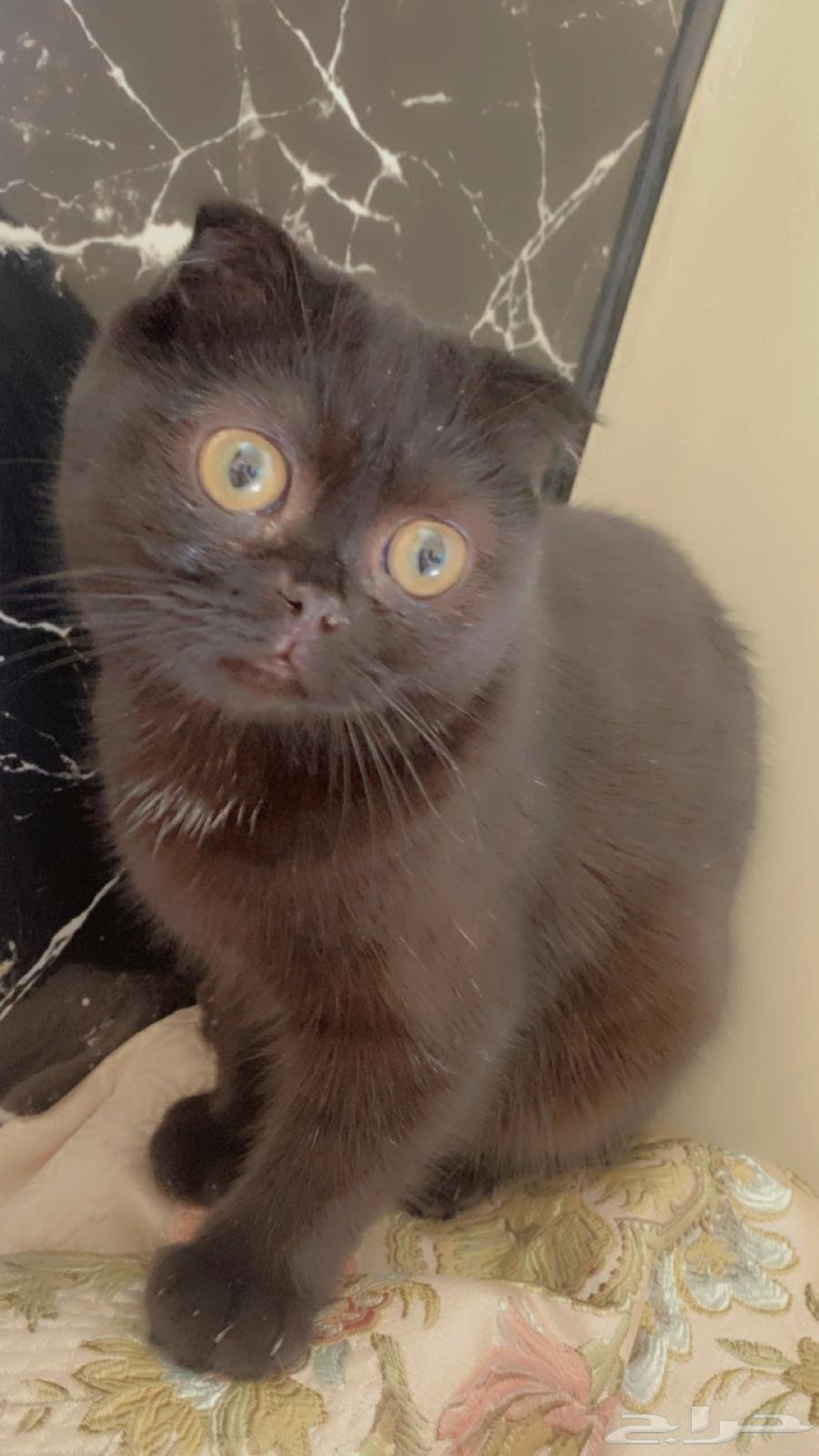 Shirazi and Scottish Fold kittens63655624987778112