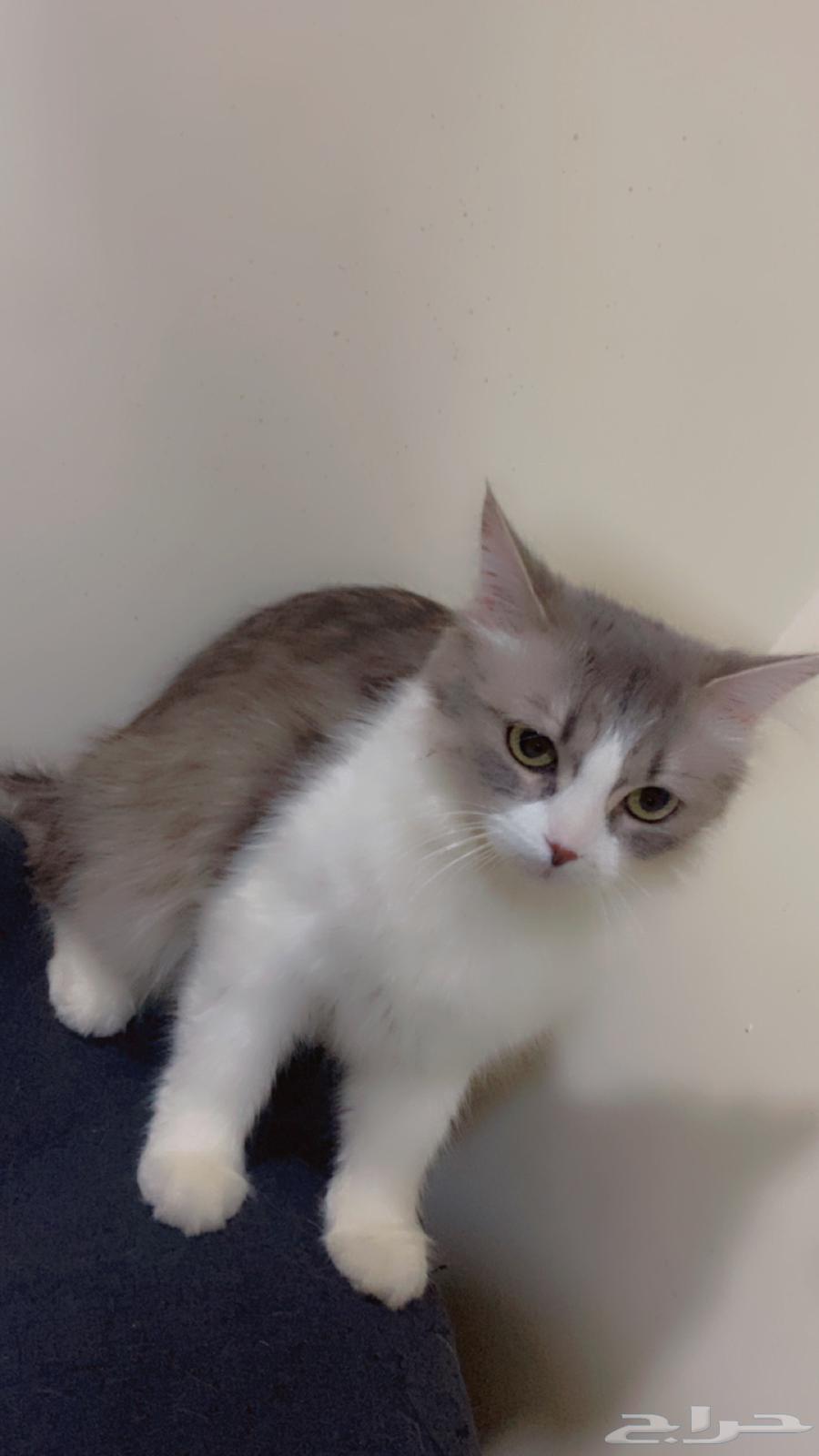 Shirazi and Scottish Fold kittens63655624987778111