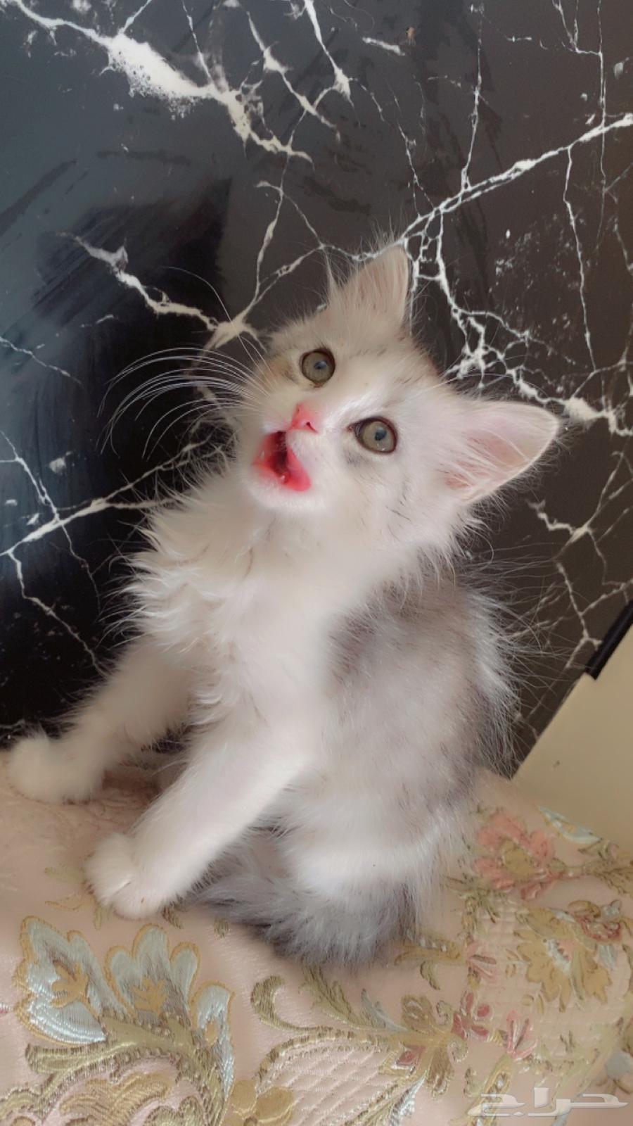 Shirazi and Scottish Fold kittens63655624987778110