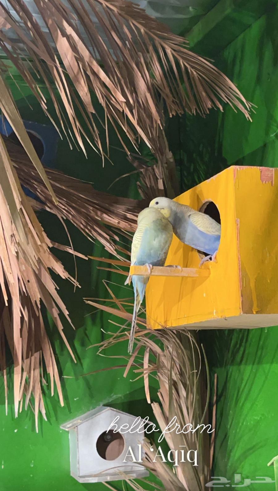 ازواج باجي منتجه للبيع64403168794498113