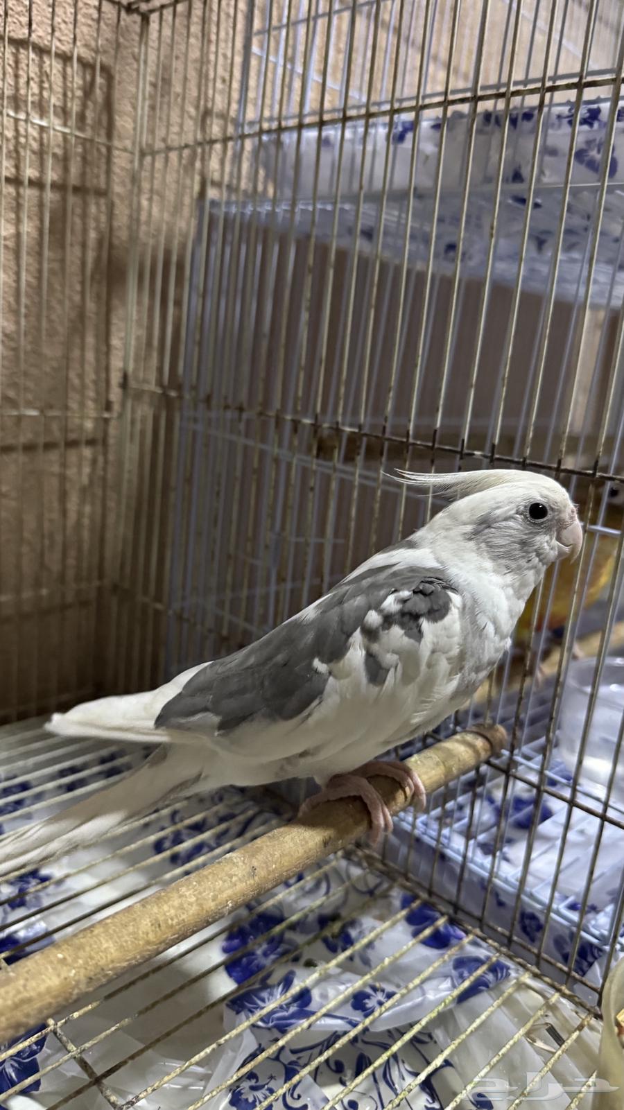 كروان و بادجي63656210016513114