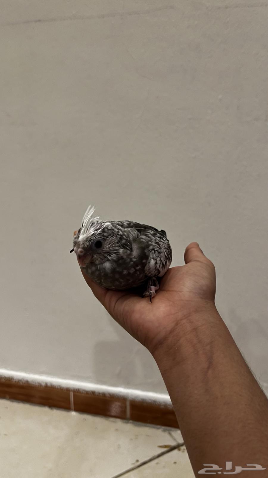 Dutch White Face Crane Chick63655713355137112