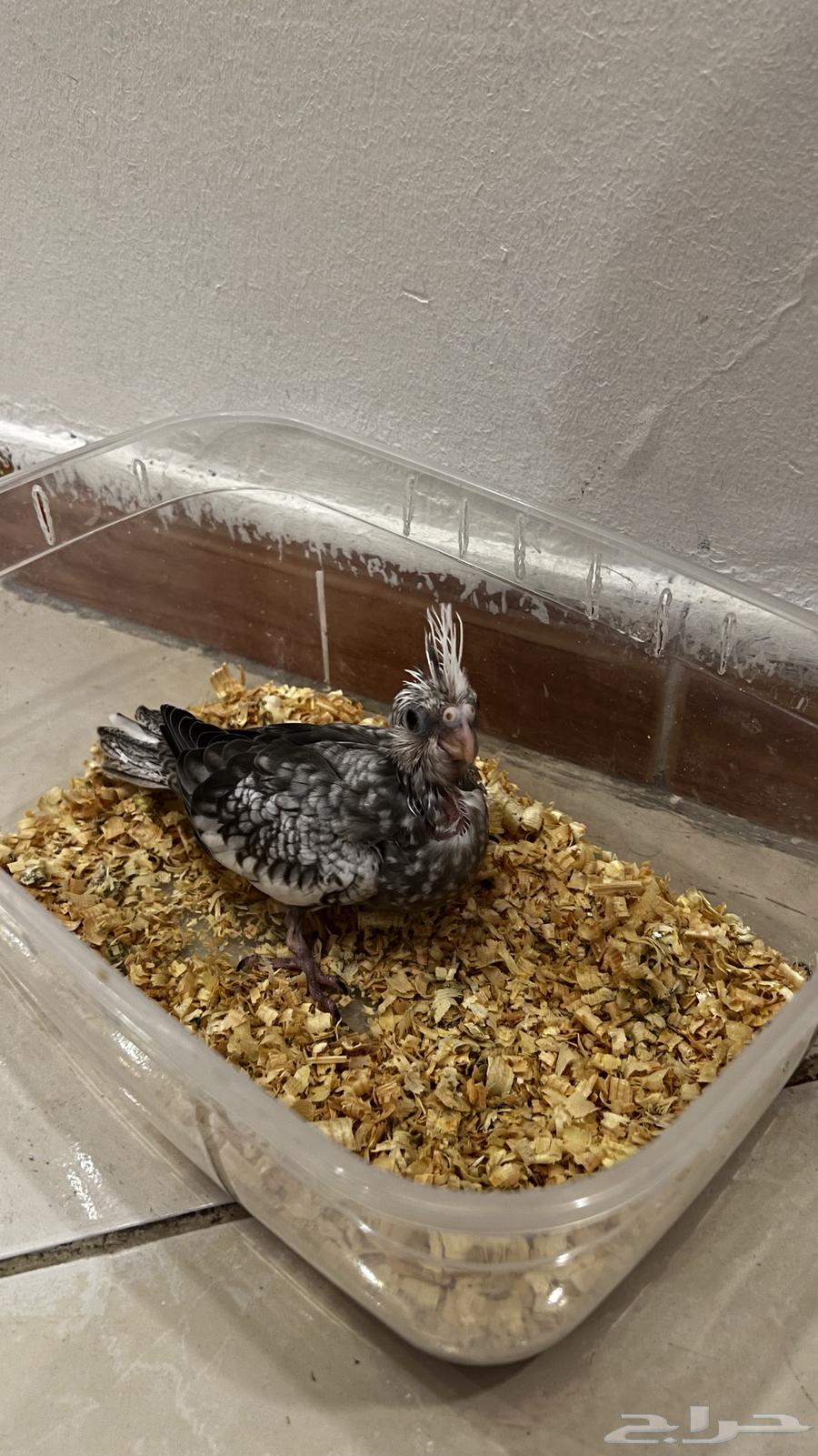 Dutch White Face Crane Chick63655713355137111