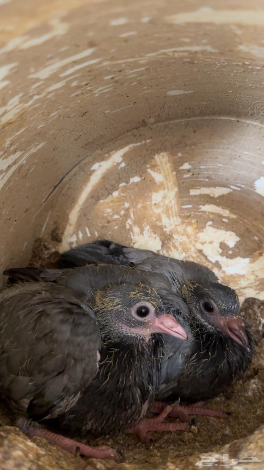 Pigeon Bath63655625712387110