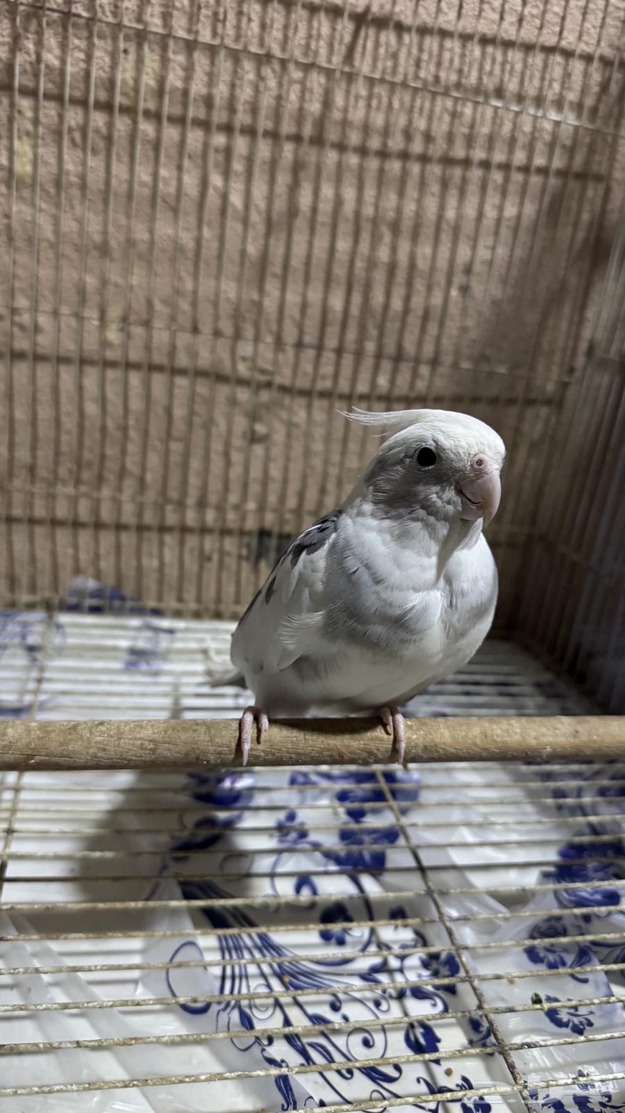كروان و بادجي63656210016513111