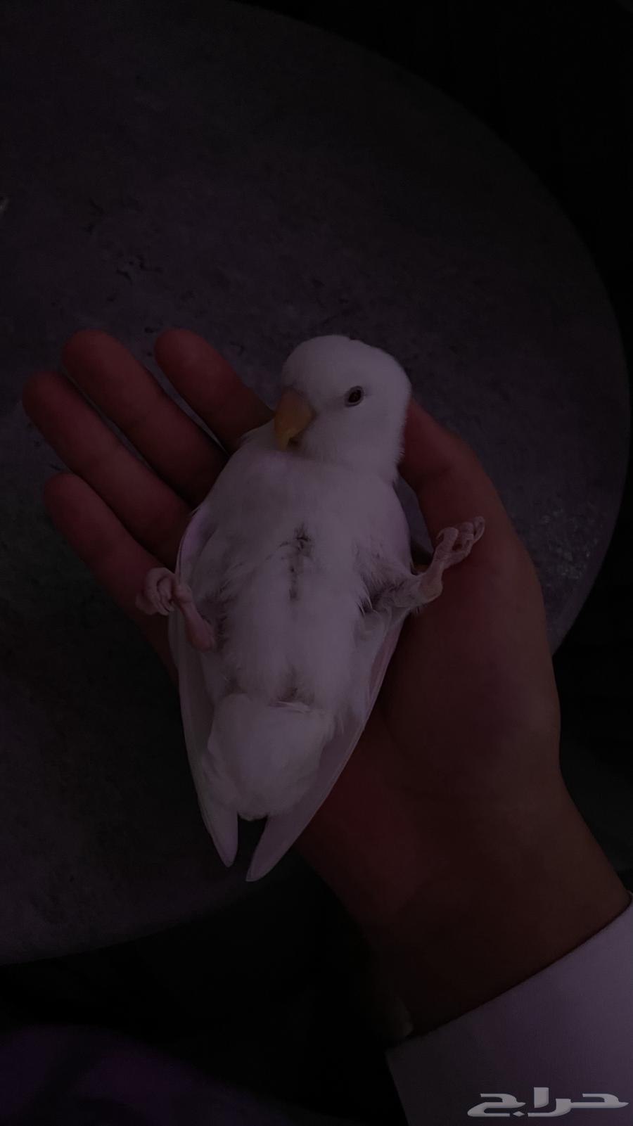 روز اليف مرههه هدد مفطوم63655614494723111