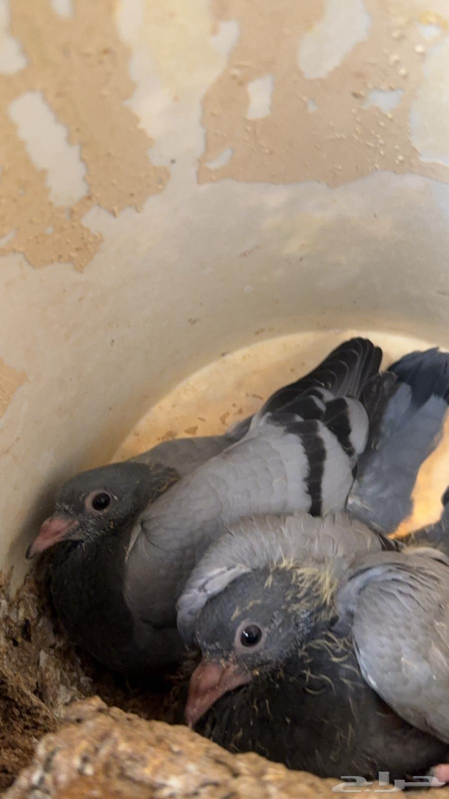 Pigeon Bath63655625712387112