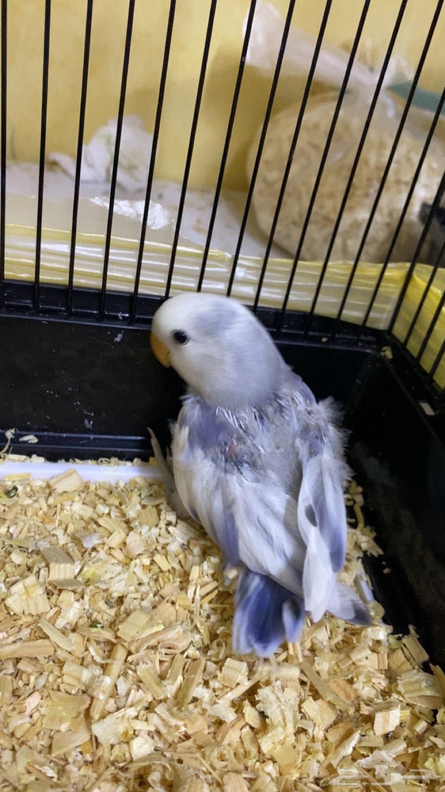 Albino chick for sale63667539640067110