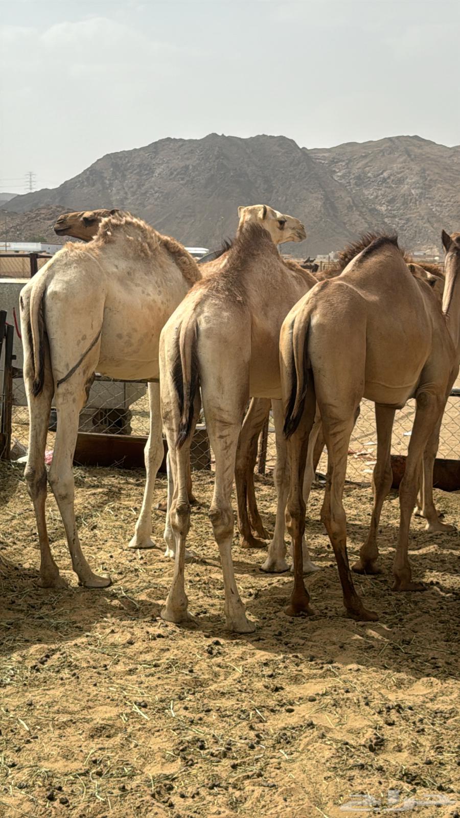 قعدان للبيع63655713172354110