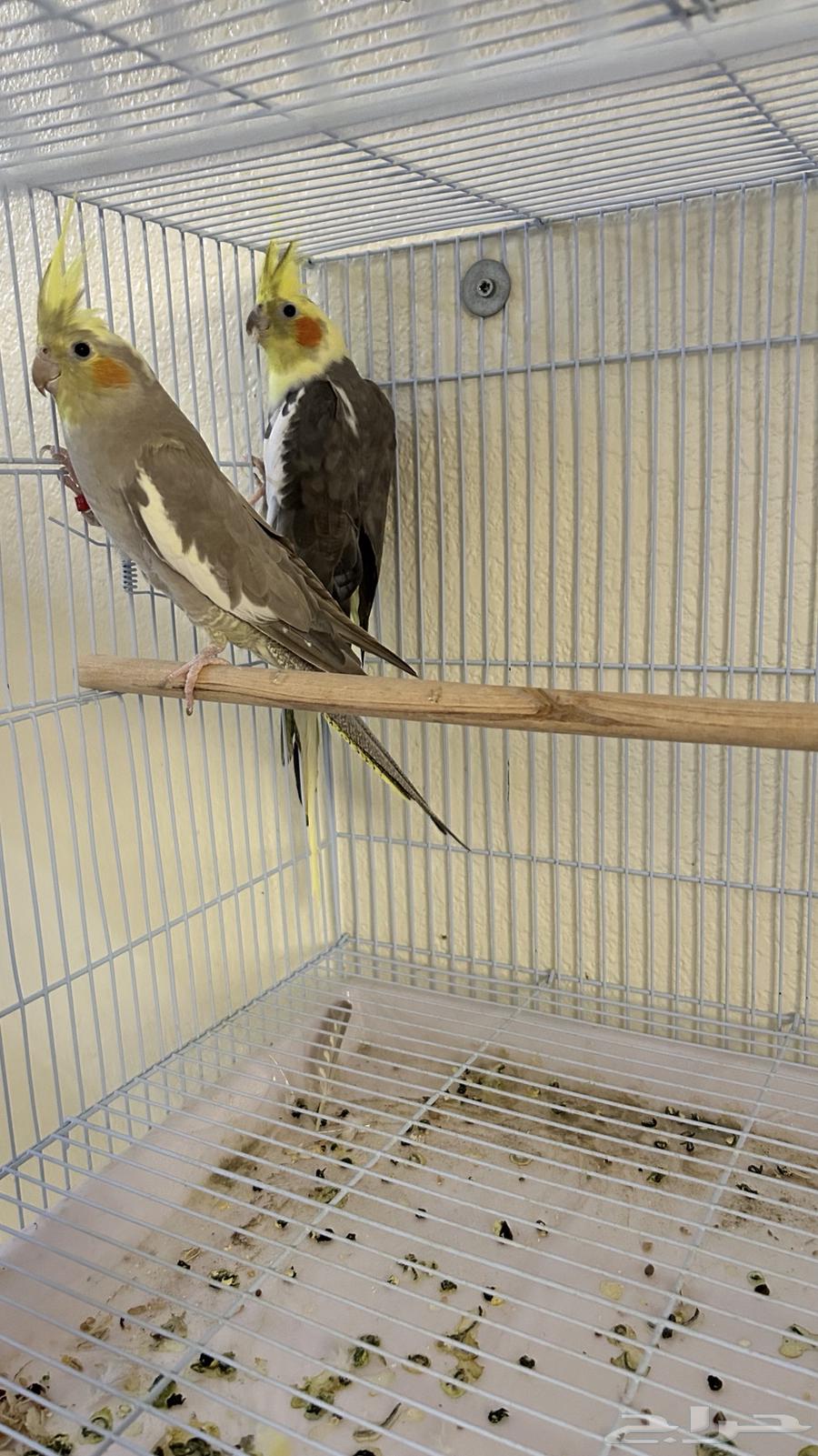 طيور كرون63655623038211111