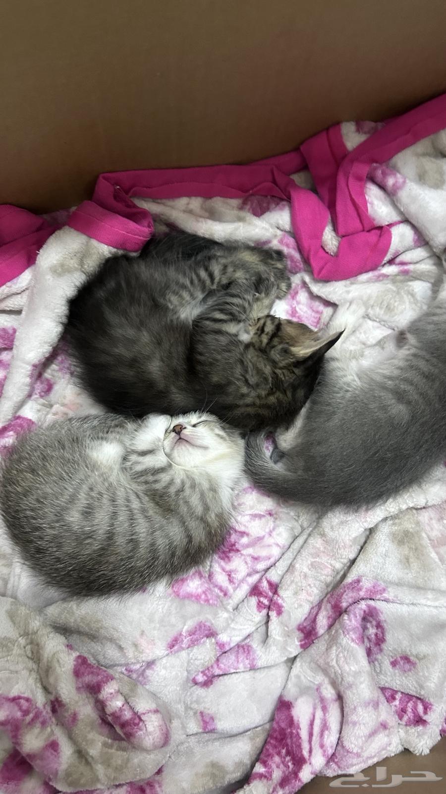 Kittens for sale, each for 10063656295229955111