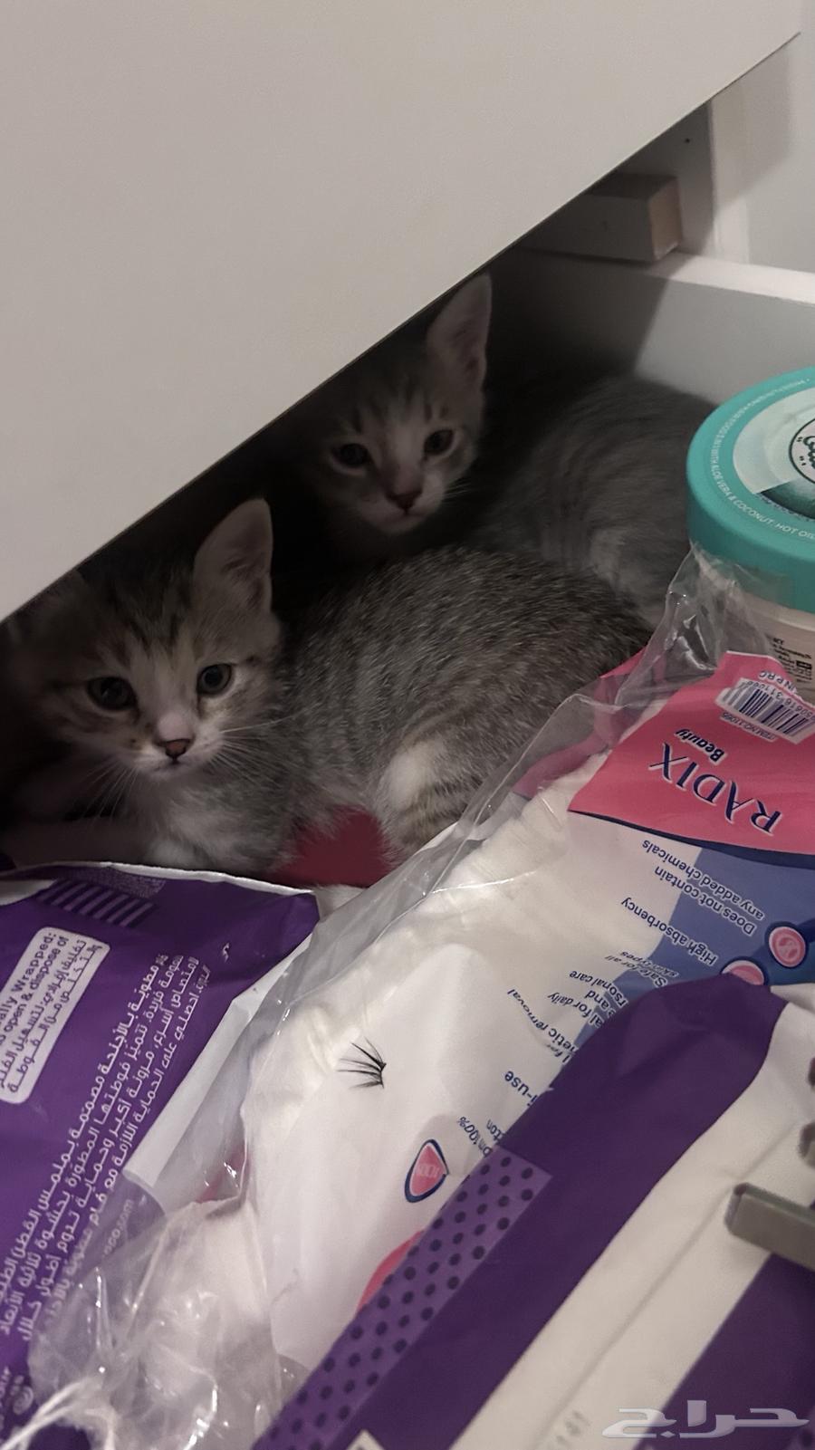 Kittens for sale, each for 10063656295229955110