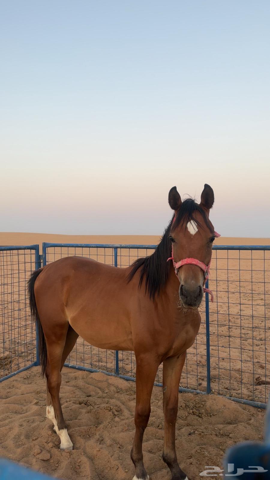 Authentic Arabian Colt63655701485185112