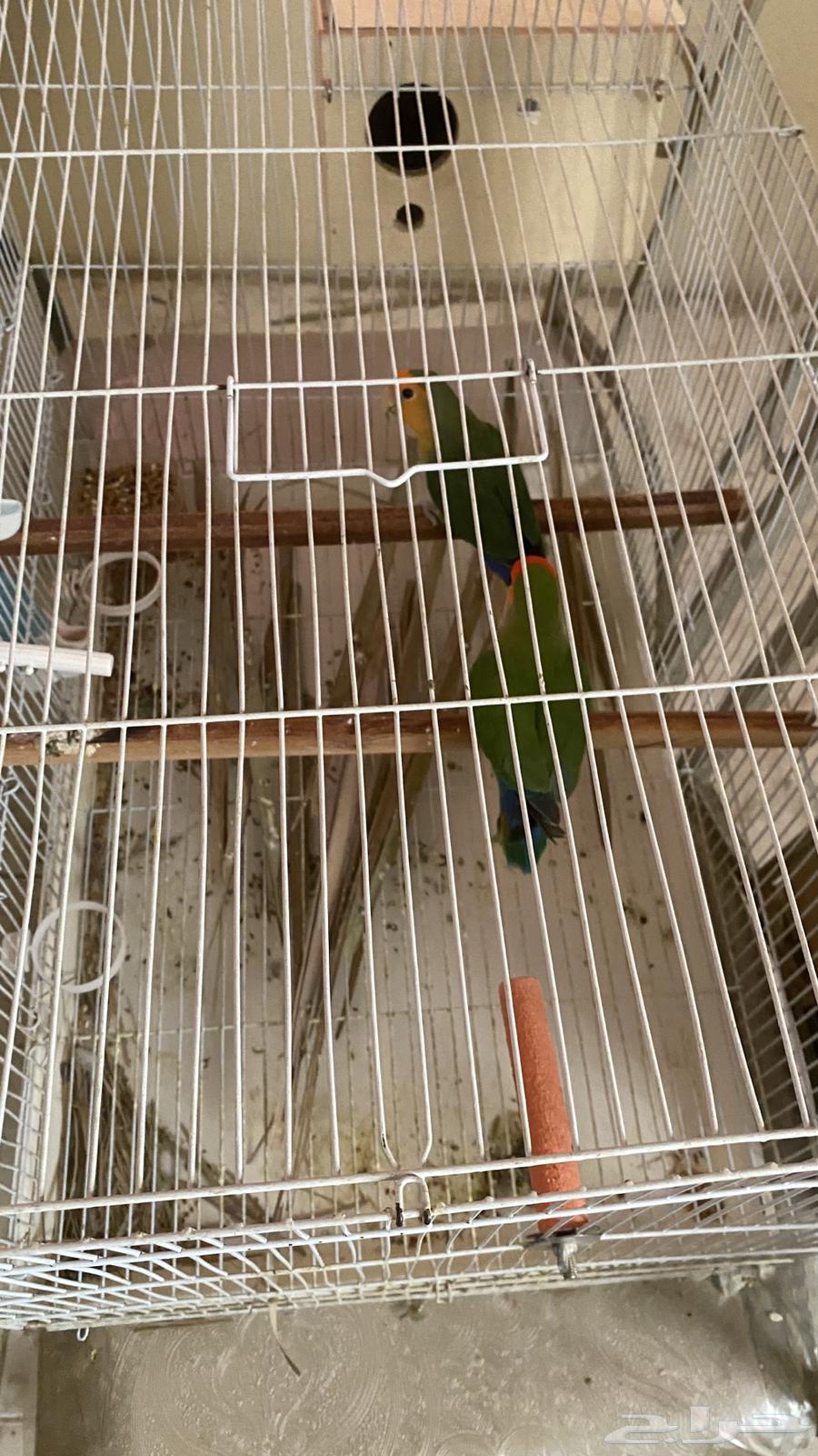 Bird Pair for Sale63655702931714111
