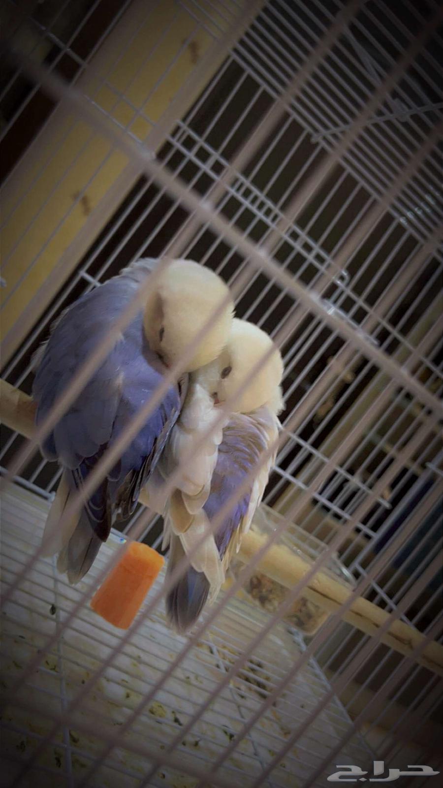 Birds of the Day63667535716227110