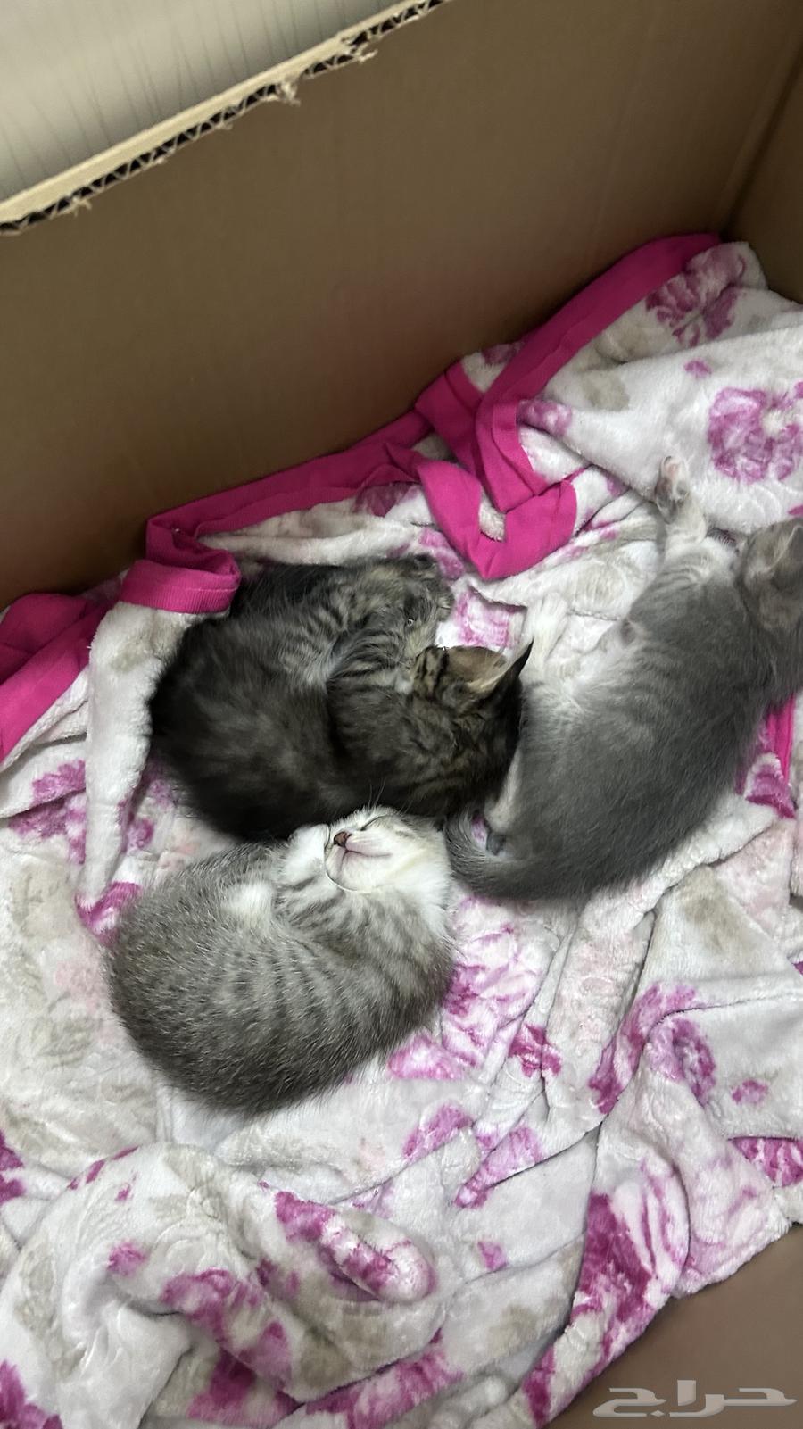 Kittens for sale, each for 10063656295229955112