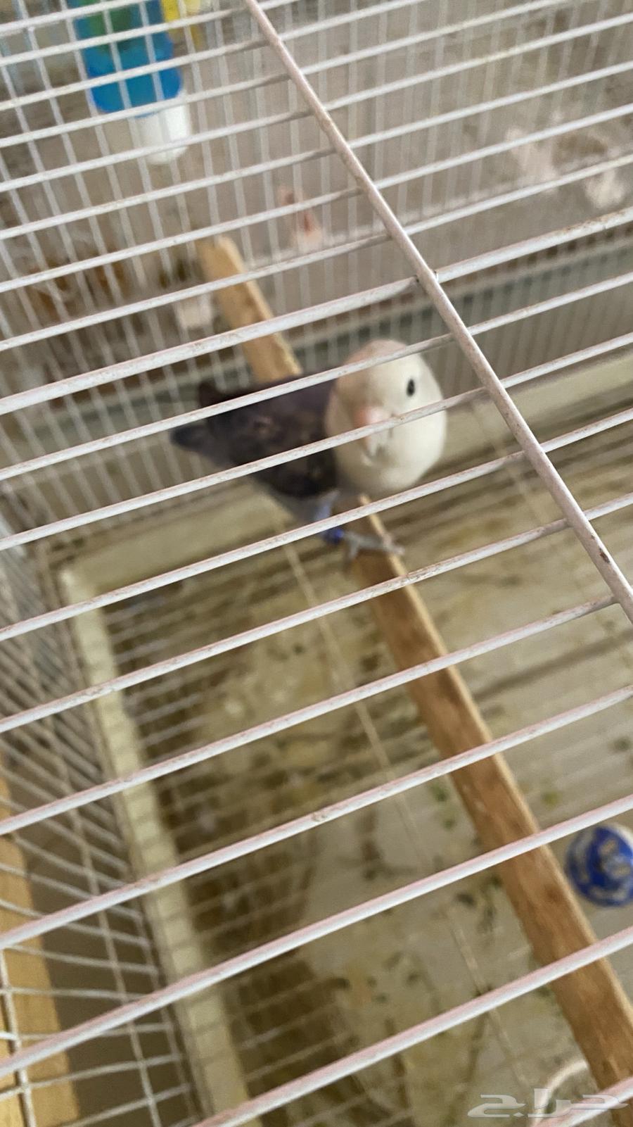 Bird Pair for Sale63655702931714114